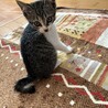 生後2ヶ月のきょうだい猫、とってもかわいいです！ サムネイル2