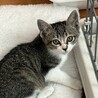 生後2ヶ月のきょうだい猫、とってもかわいいです！ サムネイル3