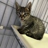 生後2ヶ月のきょうだい猫、とってもかわいいです！ サムネイル4