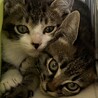 生後2ヶ月のきょうだい猫、とってもかわいいです！ サムネイル5