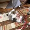 生後2ヶ月のきょうだい猫、とってもかわいいです！ サムネイル6