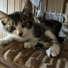 生後2ヶ月のきょうだい猫、とってもかわいいです！ サムネイル7