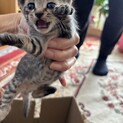 至急！助けてください