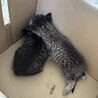 至急！助けてください サムネイル2