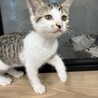 ちょっと変わった柄のサバシロの女の子