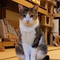 怖がりだけど優しいタタミちゃん