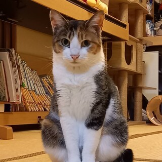 怖がりだけど優しいタタミちゃん