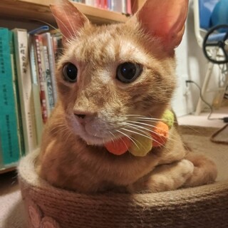 甘えん坊のシニア猫のイエローだよ