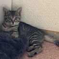 優しくて甘えん坊2ヶ月男の子キジトラ