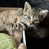 優しくて甘えん坊2ヶ月男の子キジトラ サムネイル3