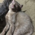 お願いします