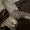 茶色(♂)のみお迎え待ちです！ サムネイル3