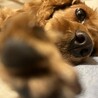 至急、大事にしてくれる里親を探しています！ サムネイル2
