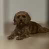 至急、大事にしてくれる里親を探しています！ サムネイル3