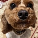 至急、大事にしてくれる里親を探しています！