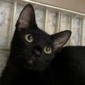 キュートな黒子猫女子