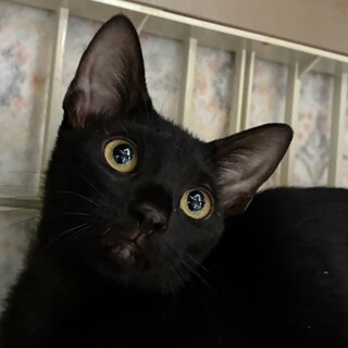 キュートな黒子猫女子