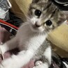 推定2ヶ月から3ヶ月の女の子！ サムネイル2
