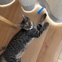 猫が大好きな子