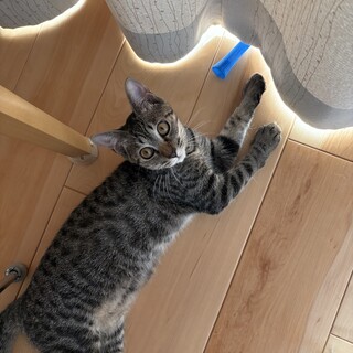猫が大好きな子