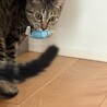 猫が大好きな子 サムネイル2