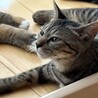 猫が大好きな子 サムネイル3