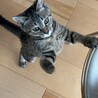 猫が大好きな子 サムネイル4