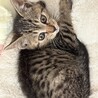 猫が大好きな子 サムネイル5