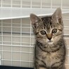 猫が大好きな子