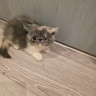 決まりました✴ハンデありのエキゾチック女の子