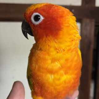 里親様が決まりました