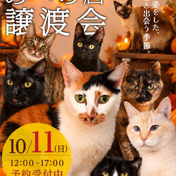 あべの譲渡会
