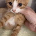 可愛すぎ5兄弟の　茶白くん　2ヶ月