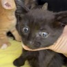 可愛いすぎ5兄妹の　黒猫(女の子)2ヶ月