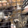 可愛いすぎ5兄妹の　黒猫(女の子)2ヶ月 サムネイル2