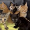 可愛いすぎ5兄妹の　黒猫(女の子)2ヶ月 サムネイル3