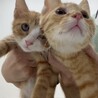 可愛いすぎ5兄妹の　黒猫(女の子)2ヶ月 サムネイル4