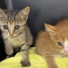 可愛いすぎ5兄妹の　黒猫(女の子)2ヶ月 サムネイル5