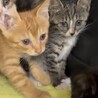 可愛いすぎ5兄妹の　黒猫(女の子)2ヶ月 サムネイル6