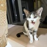 グレーの毛並み4兄弟❤️べたべた「リンちゃん」 サムネイル1
