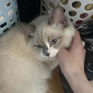 ありがとうございました