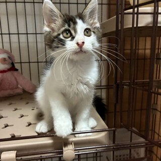 10/18ドン・キホーテ譲渡会参加キジしろ子猫♂