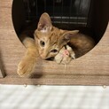 10/18ドン・キホーテ譲渡会参加茶トラ兄弟子猫