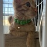 甘えん坊な茶トラ兄弟子猫♂ウブドとクタ
