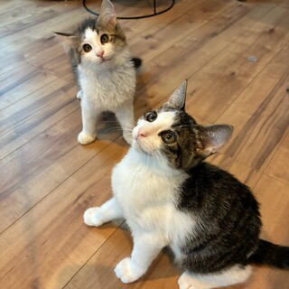 10/18ドン・キホーテ譲渡会参加兄弟子猫