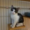 10/18ドン・キホーテ譲渡会参加兄弟子猫 サムネイル2
