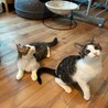 10/18ドン・キホーテ譲渡会参加兄弟子猫 サムネイル5