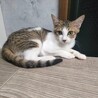 クロエとシャネル美人姉妹子猫黒猫とキジ白