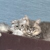やまだぽぽ