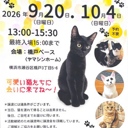 保護猫譲渡会inよこはま瀬谷
